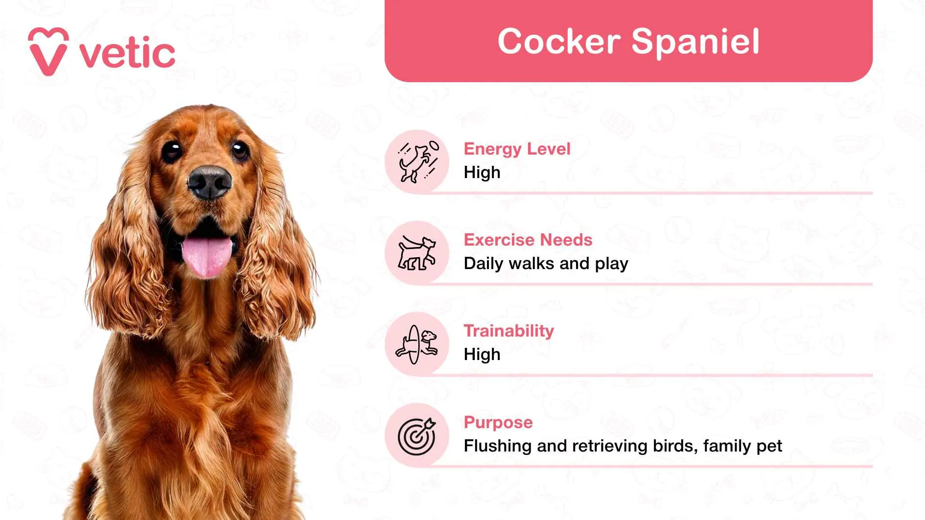 This image centers on the Cocker Spaniel, hailed as one of the most affectionate and lively family and kid-friendly dog breeds in India. With its signature long, wavy fur and cheerful expression, this breed exudes charm and vitality, making it a favorite choice for families with children. The pink banner on the side provides concise yet informative details about the Cocker Spaniel breed: Energy Level: High, showcasing their boundless enthusiasm and zest for life. Exercise Needs: Requires daily walks and playtime, ensuring they