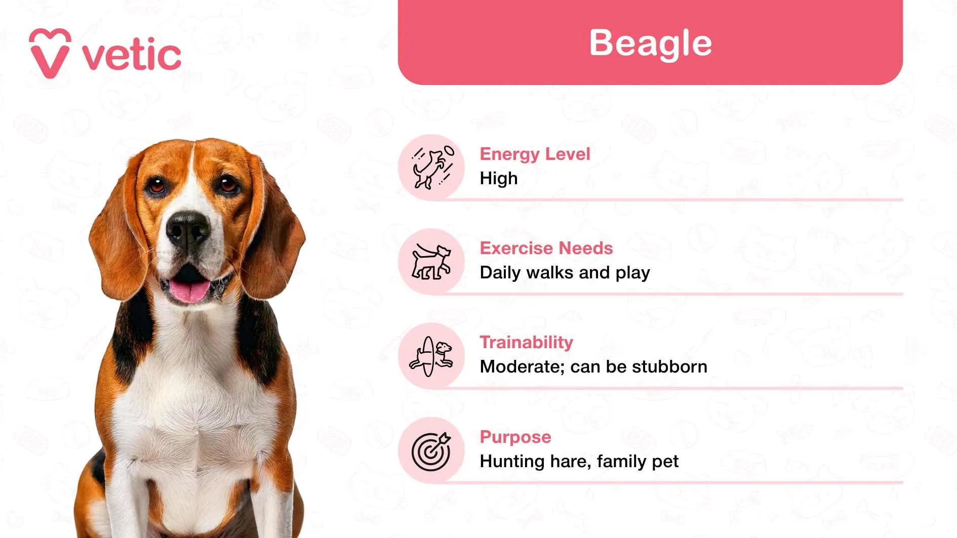 This image introduces the Beagle, an undeniably charming breed recognized as one of the best family and kid-friendly dog breeds in India. With their soulful eyes and playful personality, Beagles have a way of melting hearts effortlessly. Whether it
