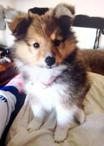 This Sheltie puppy has just become the Queen of her own Queendom. Her first order of business is to be extraordinarily cute for a bit.