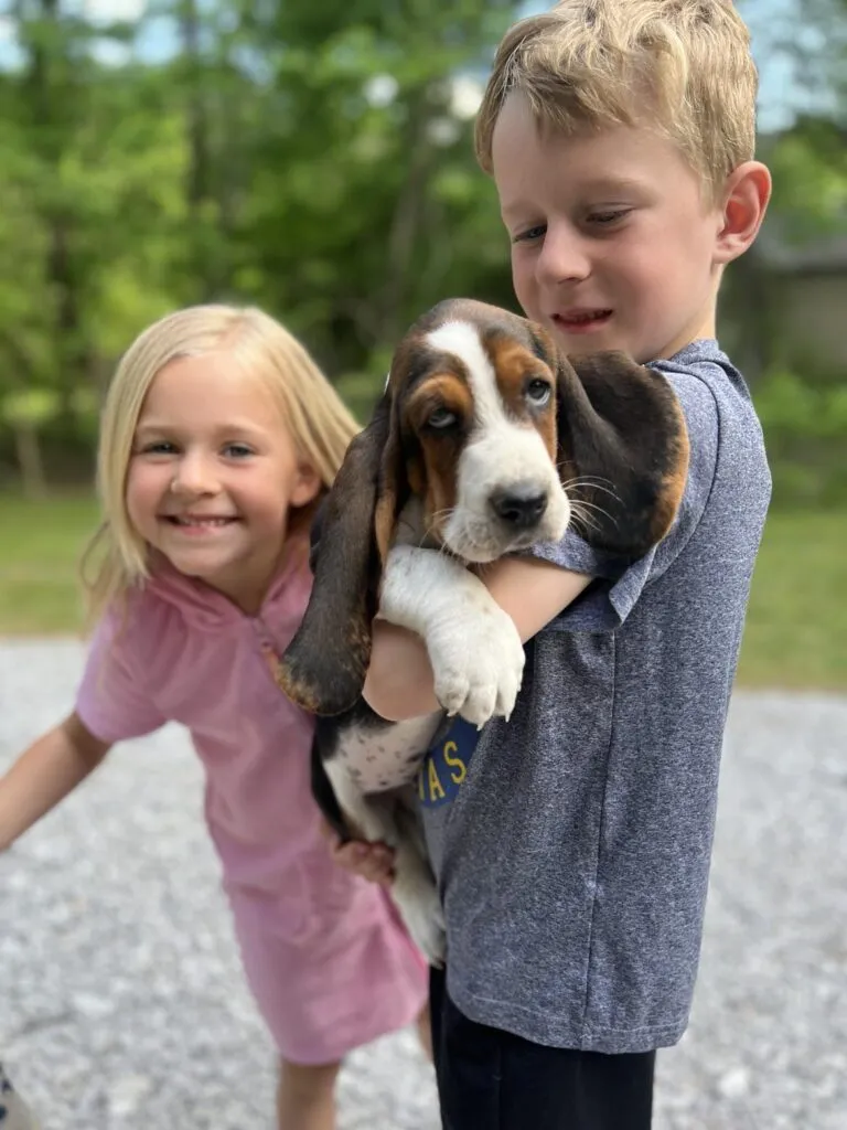 Three Basset Hound puppies cuddling together.