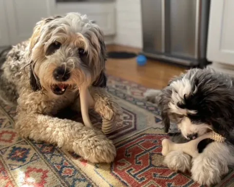 Three BetterBone products designed for different dog chewers, offering safe and sustainable options for goldendoodle puppy chew needs.