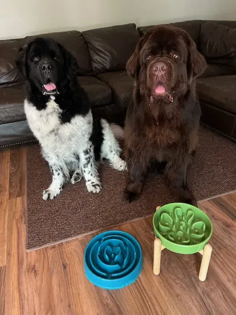 Three large dogs gathered around an elevated feeding station, showcasing a communal feeding setup.