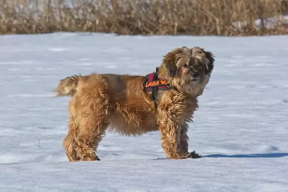 Tibetan Terrier with long flowing coat