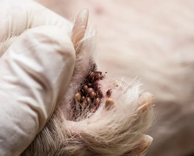 Ticks hiding between a dog's toes.