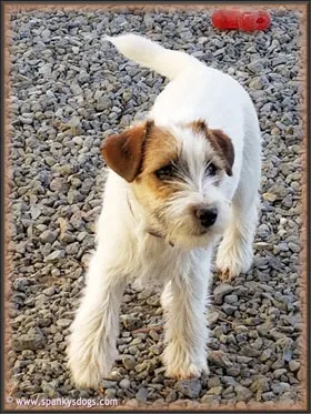 Tilly, a rough coat Jack Russell Terrier