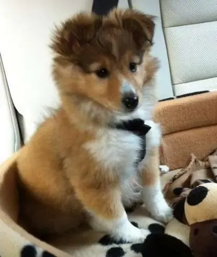 Tilly is taking a road trip with her good friend, Boris the dog chew. Boris thoroughly enjoys their time together, except for all the gnawing.