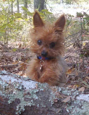 Tiny brown long hair dog standing on hind legs to look over the top of a fallen log