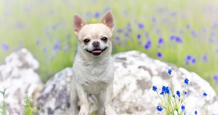 Tiny Chihuahua with large, alert ears
