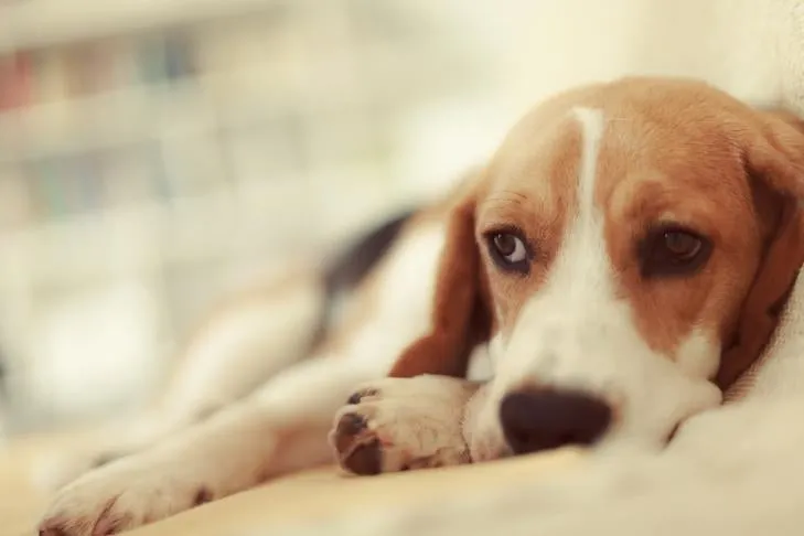 Tired Beagle, often a symptom of underlying health issues including worms