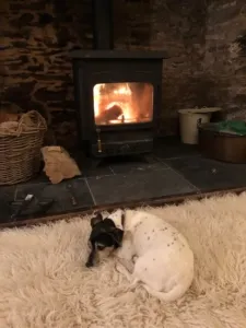 Tired Jack Russell resting on a cozy rug in front of a fireplace after an upset stomach, a common experience for adventurous dogs