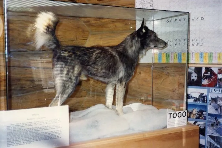 Togo dog's taxidermied mount proudly displayed at the Iditarod Race Headquarters in Wasilla, Alaska, honoring the true legacy of the togo dog real story.