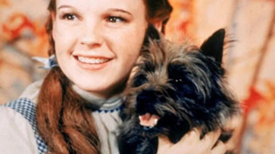 Toto the Cairn Terrier from The Wizard of Oz