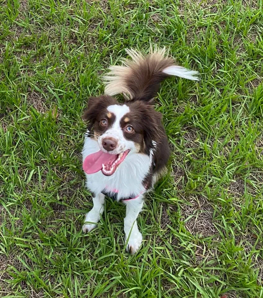 Toy Australian Shepherd with tail