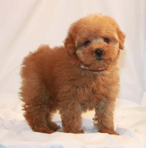 Toy Poodle Puppy