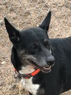 Tracy, an 8-year-old sweet, calm, and gentle dog from Denver, CO, who loves giving kisses