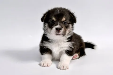treats for puppies under 3 months