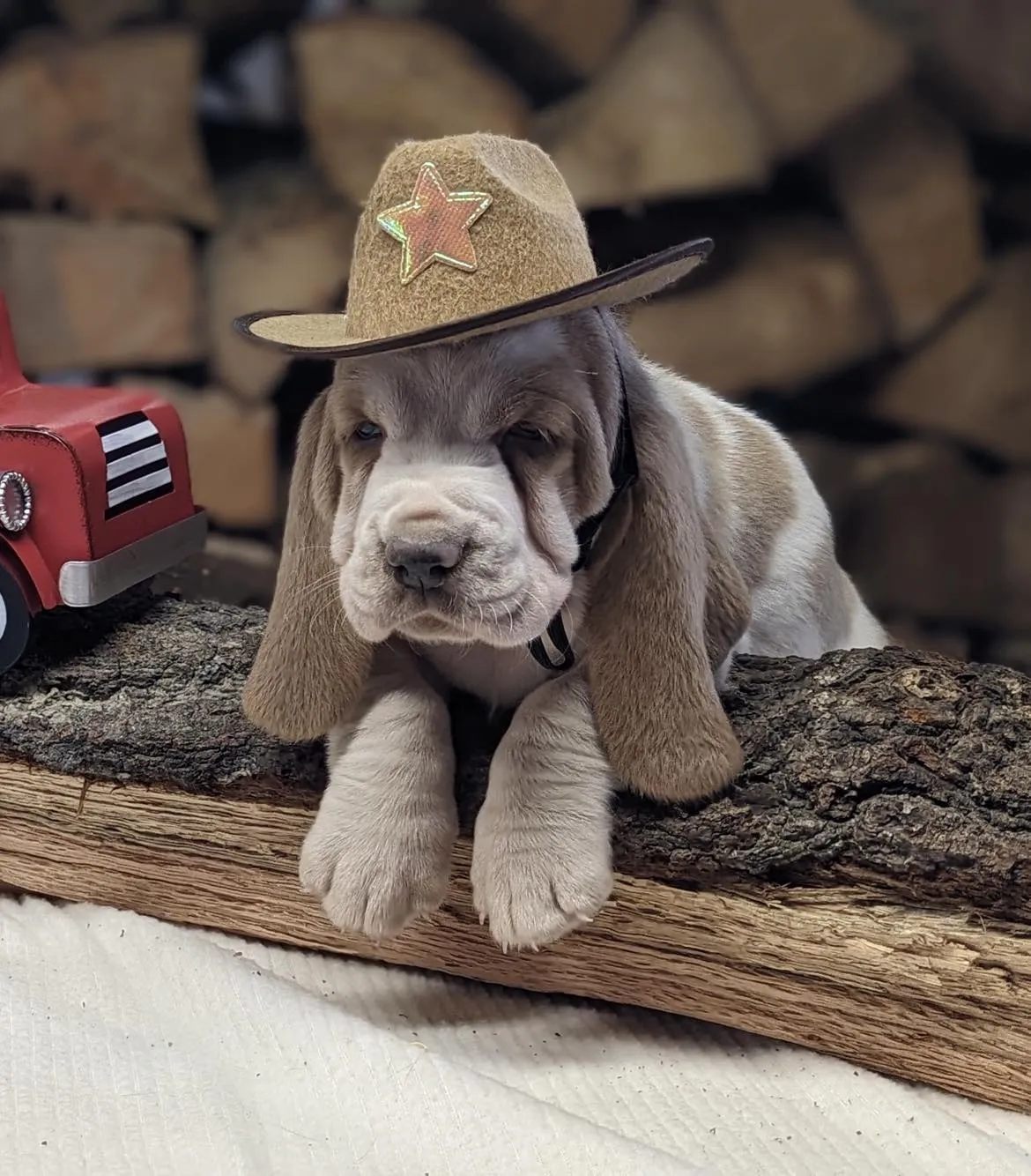 Tri-color Basset Hound puppy with floppy ears