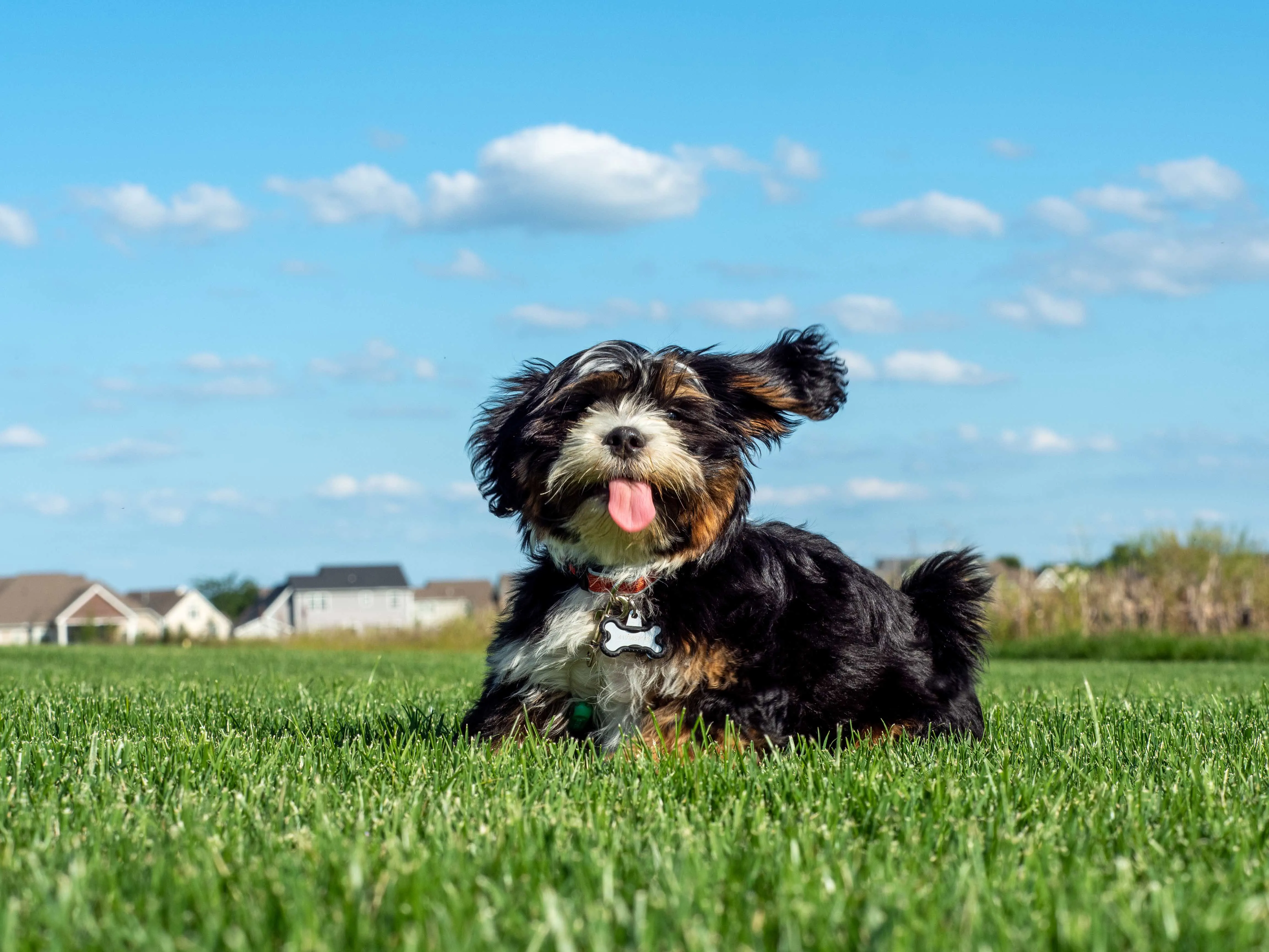 Tricolor Malshi dog sitting contentedly in vibrant green grass