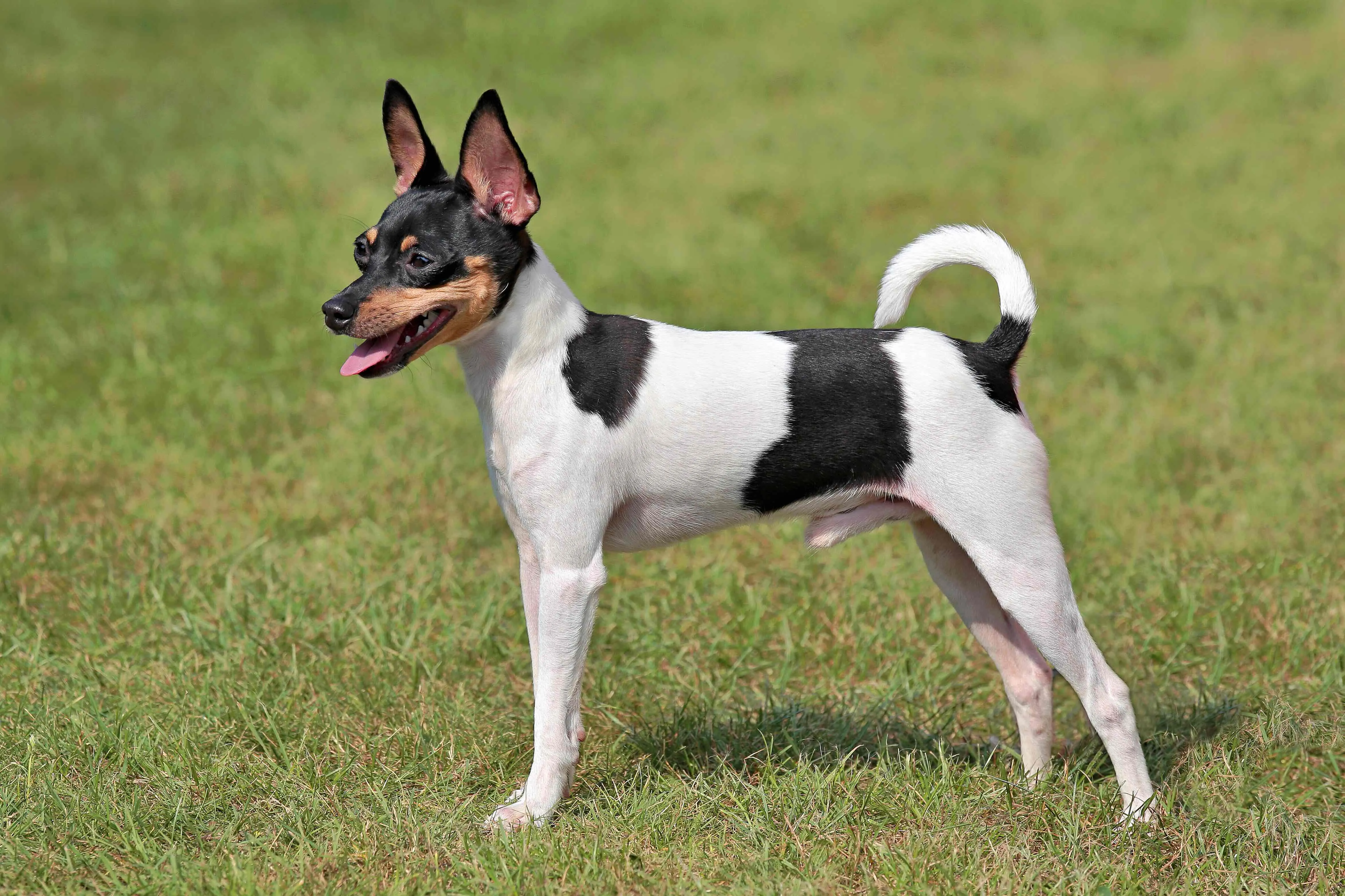 Tricolor Toy Fox Terrier puppy standing in green grass