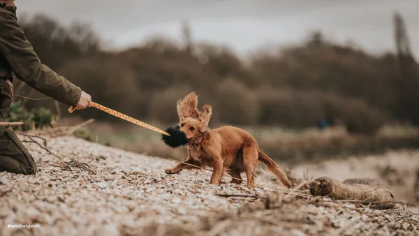 Tug-E-Nuff Sheepskin Bungee Chaser for puppies
