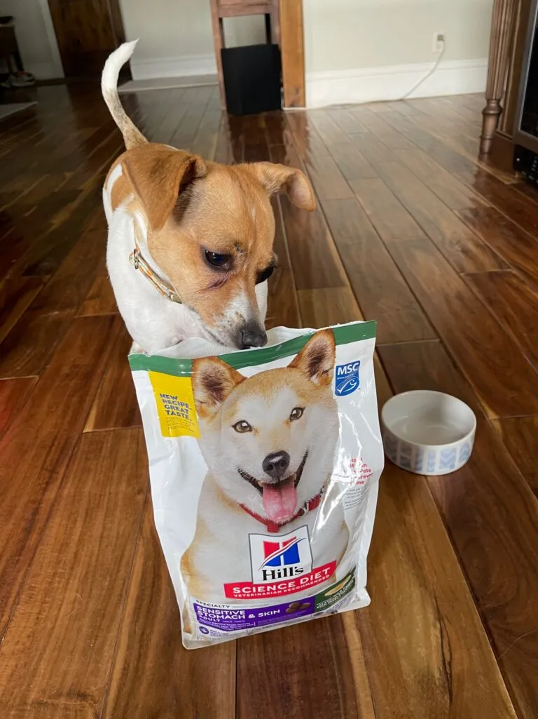 Tulip examines a bowl of Hill's Science Diet Sensitive Stomach & Skin dog food.