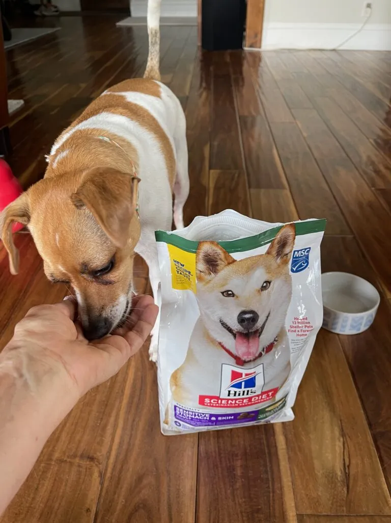 Tulip the dog gently eating Hill's Science Diet Sensitive Stomach &amp; Skin kibble, demonstrating palatability.