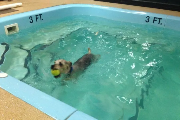 Tumbles, a dog recovering from a torn ACL, engaging in hydrotherapy in a pool.
