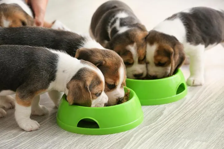 Two adorable Beagle puppies eating dry kibble from individual bowls indoors, representing optimal puppy nutrition for active breeds like Golden Retrievers