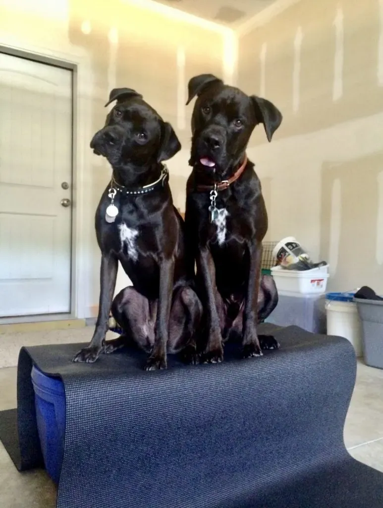 Two adorable black mixed breed dogs sitting patiently, highlighting the variety of mixed breeds available for adoption.