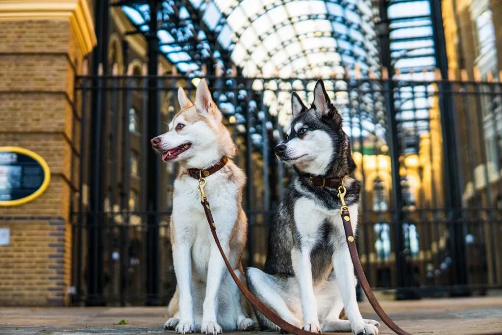 Two adorable Toy Alaskan Klee Kai puppies, Copper and Skye, showcasing the breed's striking miniature husky appearance.