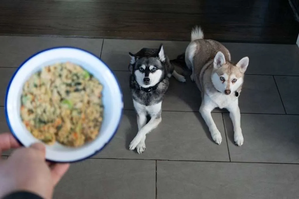 Two Alaskan Klee Kai eagerly awaiting their The Farmer's Dog meals