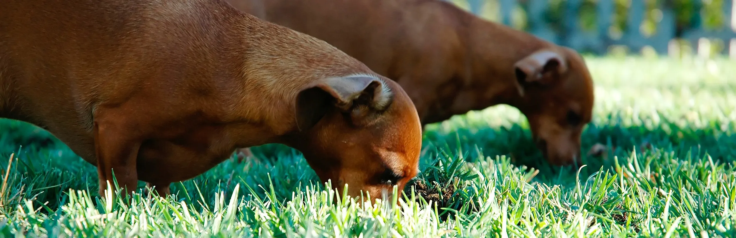 Two brown dachshund dogs chewing on green grass in a yard, a natural instinct when feeling unwell.