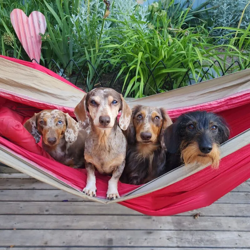 Two Dachshunds playing happily in a yard