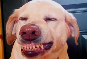 Two dogs displaying submissive grin