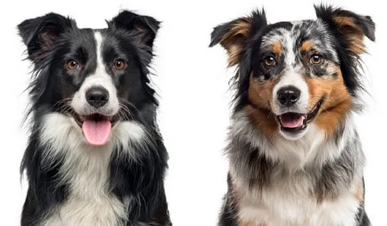Two dogs, one mostly white with brown spots and one black and white, play in a grassy field, showcasing a visual comparison.