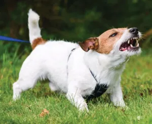 Two dogs with high, flagged tails