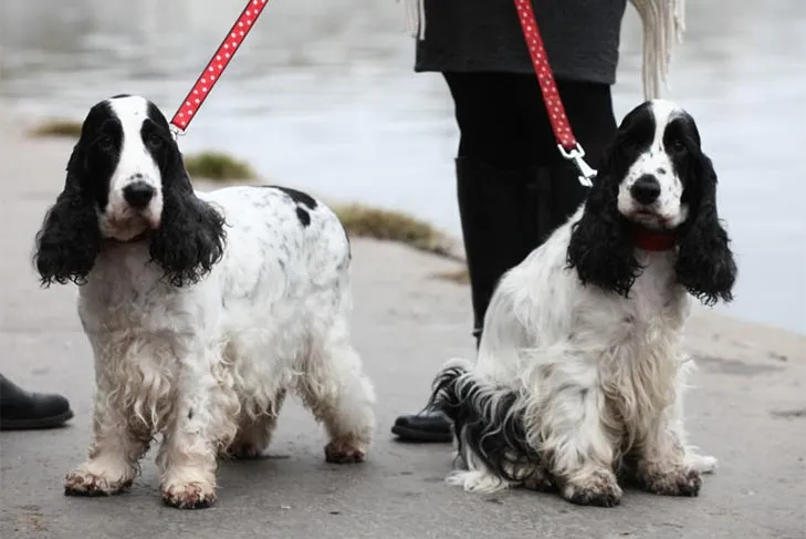Two English Cocker Spaniels are on a walk.