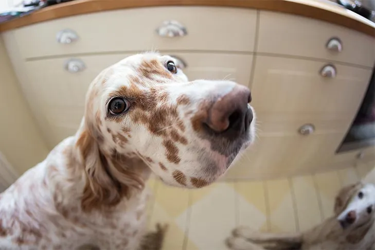 Two English Setters begging for food in a kitchen.