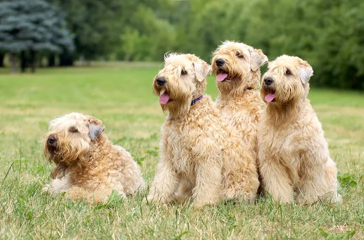 Two friendly Soft Coated Wheaten Terriers enjoying time together in green grass.