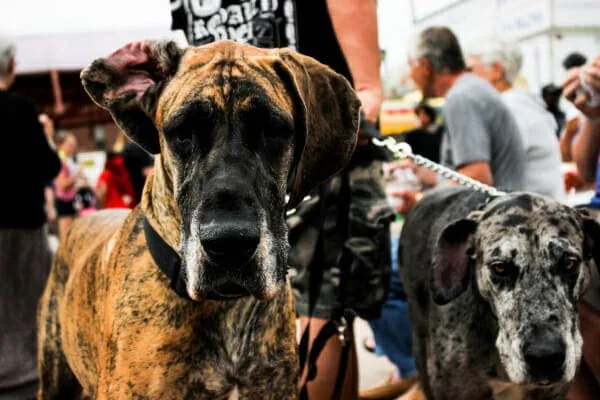 Two Great Danes standing on a paved area, looking forward