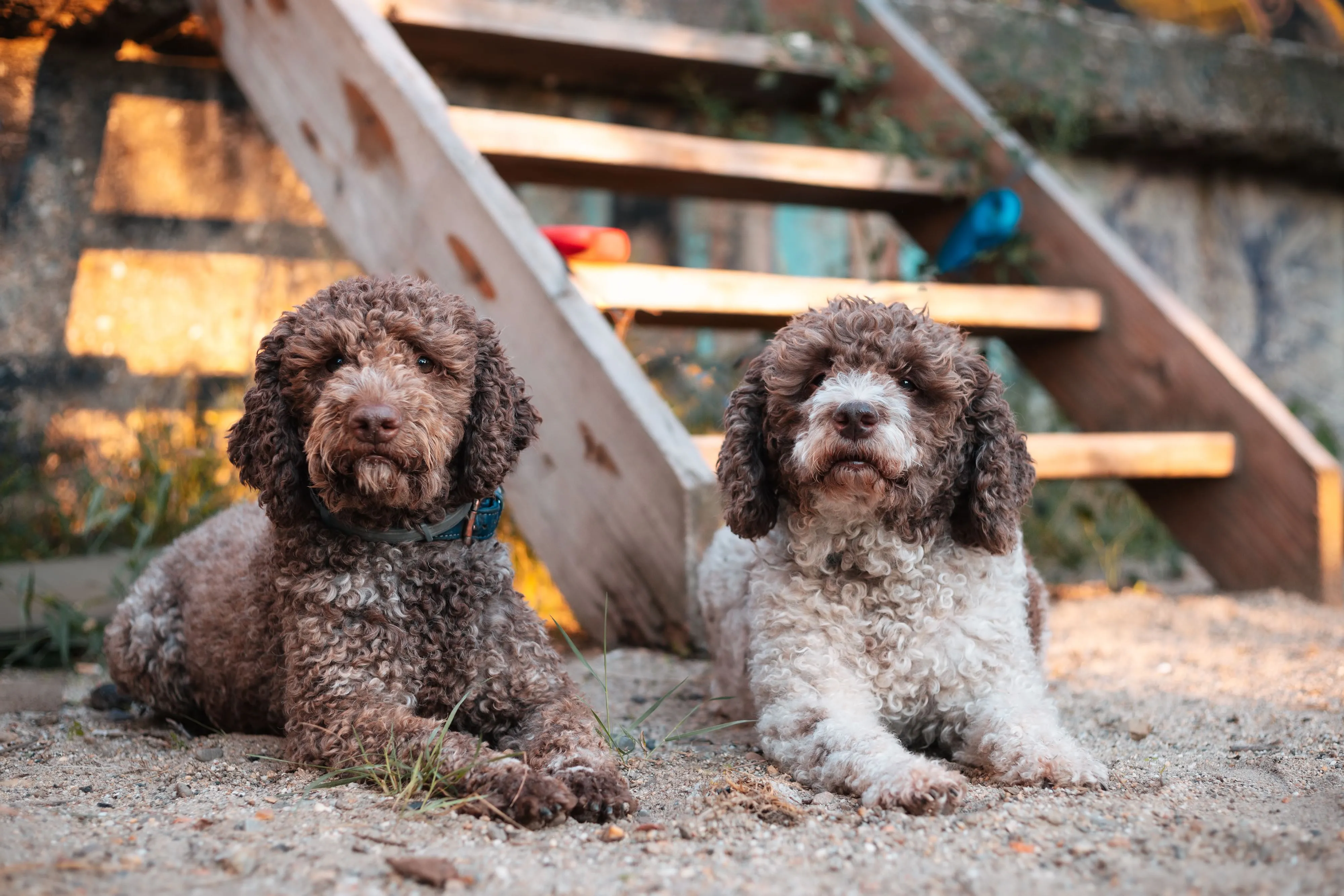 Two Lagotto Romagnolo dogs lying in dirt staring attentively at the camera