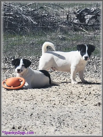 Two male Jack Russell Terrier puppies from Ava and Winston's litter
