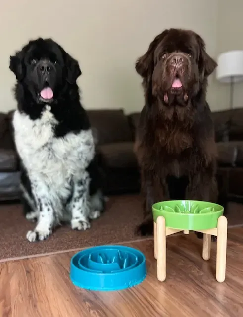 Two Newfoundland dogs sitting in front of raised dog bowls