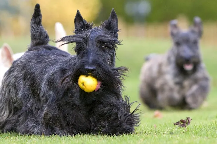 Two playful Scottish Terriers enjoying fresh grass, healthy and vibrant due to a well-balanced diet of dog-safe fruits and vegetables.