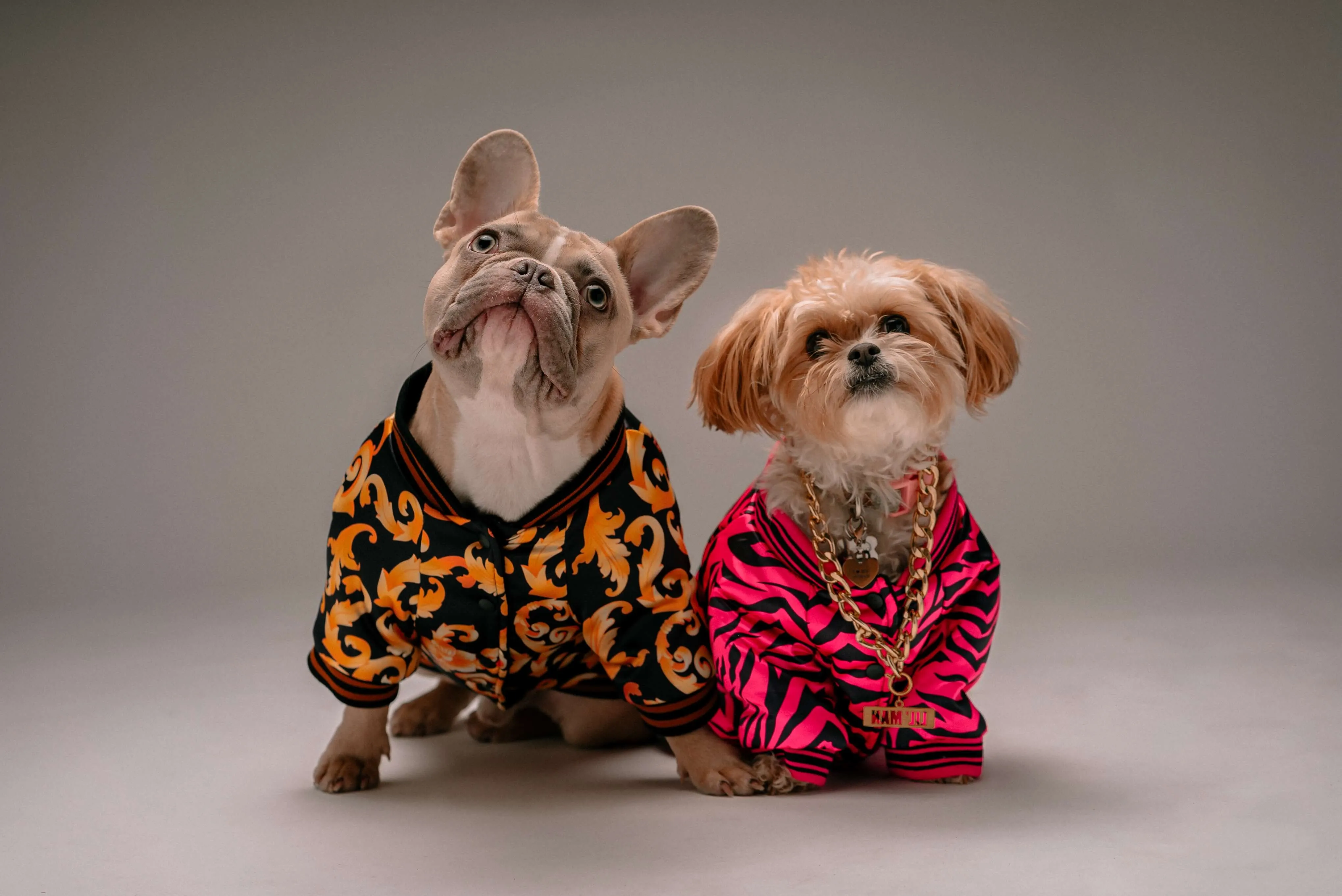 Two small dogs relaxing side by side, indicating companionship and calm for pregnant canines