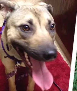 Two stressed dogs panting