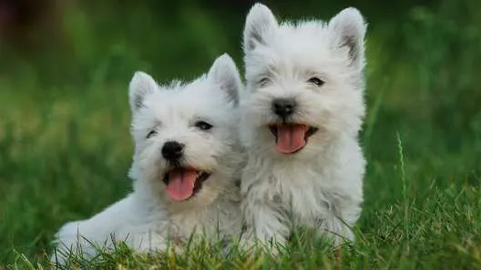 Two West Highland White Terriers sitting attentively on a grassy lawn