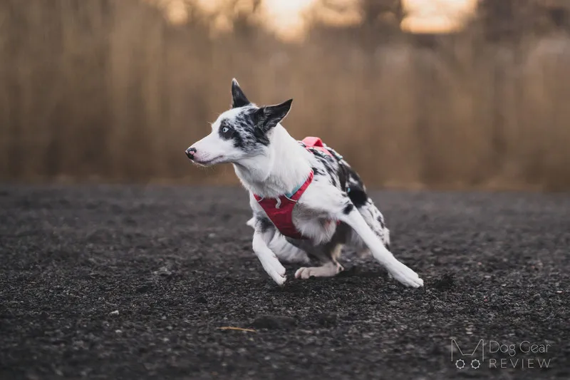 Underside of Ruffwear Flagline harness with ergonomically shaped section preventing chafing
