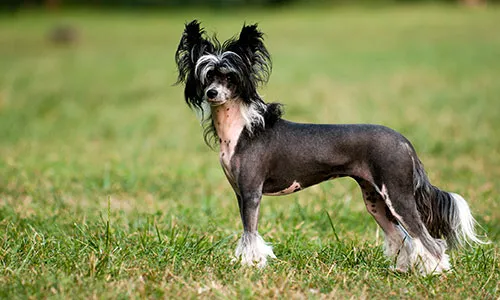 Unique Chinese Crested dog with its signature hair crest