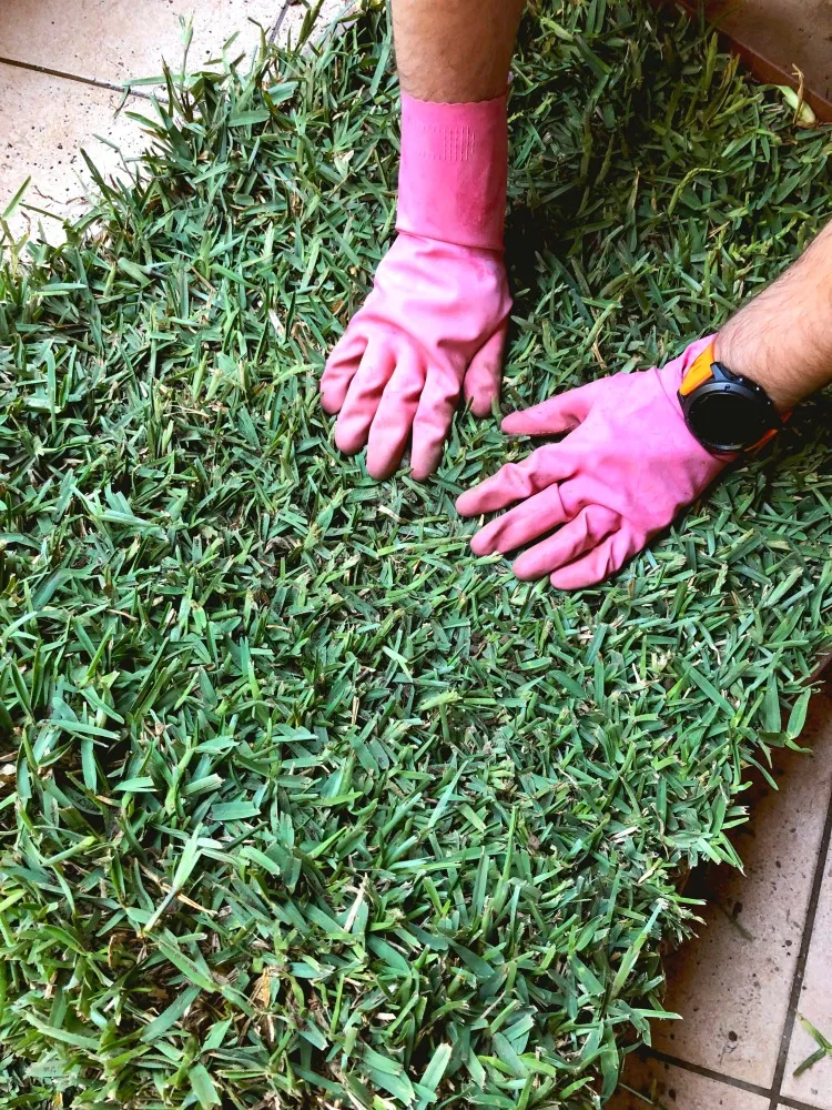 Unrolling the turf across the soil-filled crate